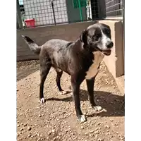 Foto dell\'animale cane - Matr. 2017/0576 - Microchip 380260042878684