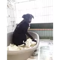 Foto dell\'animale cane - Matr. 2020/1881 - Microchip 380260044476251
