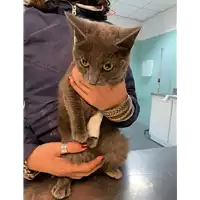Foto dell\'animale gatto - Matr. 2020/1884 - Microchip 380260044476172