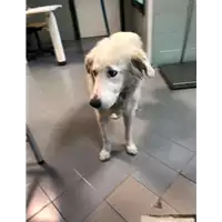 Foto dell\'animale cane - Matr. 2021/0001 - Microchip 380260044476483