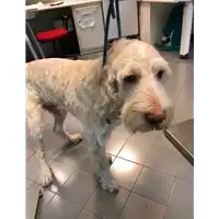 Foto dell\'animale cane - Matr. 2021/0002 - Microchip 380260000396616