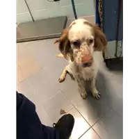 Foto dell\'animale cane - Matr. 2021/0003 - Microchip 380260002201184