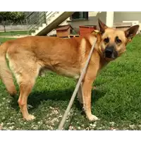 Foto dell\'animale cane - Matr. 2017/0575 - Microchip 380260043156225