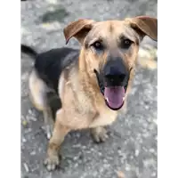 Foto dell\'animale cane - Matr. 2021/0005 - Microchip 380260044476717