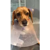 Foto dell\'animale cane - Matr. 2021/0007 - Microchip 380260101411306