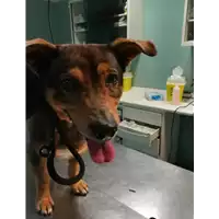 Foto dell\'animale cane - Matr. 2021/0013 - Microchip 380260044449541