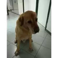 Foto dell\'animale cane - Matr. 2021/0014 - Microchip 380260040133743
