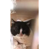 Foto dell\'animale gatto - Matr. 2021/0018 - Microchip 380260044280911