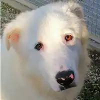 Foto dell\'animale cane - Matr. 2020/1030 - Microchip 380260044281219
