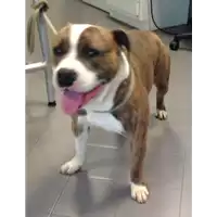 Foto dell\'animale cane - Matr. 2017/0578 - Microchip 380260042878581