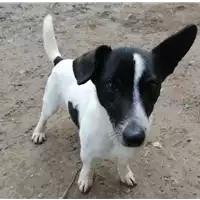 Foto dell\'animale cane - Matr. 2020/1399 - Microchip 380260000023839