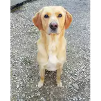 Foto dell\'animale cane - Matr. 2020/1593 - Microchip 380260002952322
