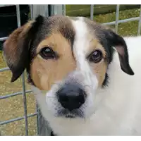 cane - Matr. 2020/1289 - Microchip 380260043631557