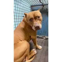 Foto dell\'animale cane - Matr. 2021/0021 - Microchip 380260002318863