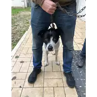 Foto dell\'animale cane - Matr. 2019/2484 - Microchip 380260043631458