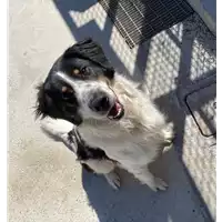 Foto dell\'animale cane - Matr. 2020/0507 - Microchip 380260043760764