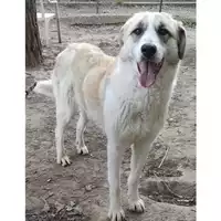 Foto dell\'animale cane - Matr. 2020/0076 - Microchip 380260043527158