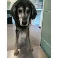 Foto dell\'animale cane - Matr. 2021/0023 - Microchip 380260044476252