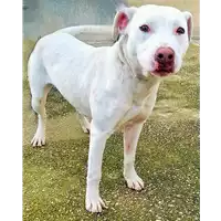 Foto dell\'animale cane - Matr. 2021/0024 - Microchip 380260044449053