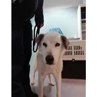 Foto dell\'animale cane - Matr. 2021/0026 - Microchip 981100000603980