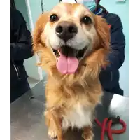 Foto dell\'animale cane - Matr. 2021/0029 - Microchip 380260044449146