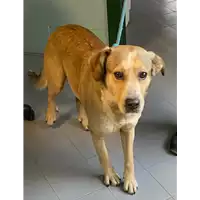 Foto dell\'animale cane - Matr. 2021/0030 - Microchip 380260100374606