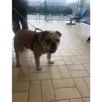 Foto dell\'animale cane - Matr. 2021/0032 - Microchip 380260002379858