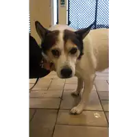 Foto dell\'animale cane - Matr. 2021/0033 - Microchip 380260080089407
