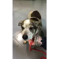 Foto dell\'animale cane - Matr. 2021/0034 - Microchip 380260042877135