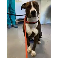 Foto dell\'animale cane - Matr. 2021/0036 - Microchip 380260044476222