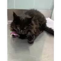 Foto dell\'animale gatto - Matr. 2021/0037 - Microchip 380260044476204
