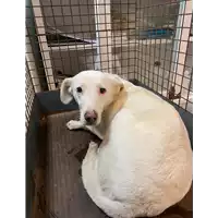 Foto dell\'animale cane - Matr. 2021/0039 - Microchip 380260044449948