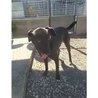 Foto dell\'animale cane - Matr. 2021/0040 - Microchip 380260044476605