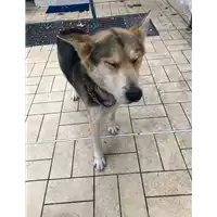 Foto dell\'animale cane - Matr. 2021/0041 - Microchip 380260044476524