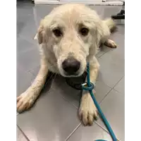 Foto dell\'animale cane - Matr. 2021/0044 - Microchip 380260044449005
