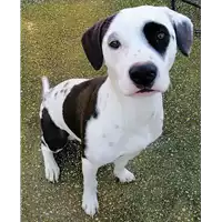 Foto dell\'animale cane - Matr. 2021/0045 - Microchip 380260044476859