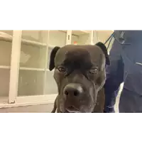 Foto dell\'animale cane - Matr. 2021/0047 - Microchip 380260044449498