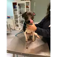 Foto dell\'animale cane - Matr. 2021/0048 - Microchip 380260044449964