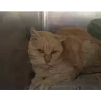 Foto dell\'animale gatto - Matr. 2017/0584 - Microchip 380260042878503