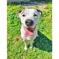 Foto dell\'animale cane - Matr. 2021/0050 - Microchip 380260044476458