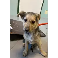 cane - Matr. 2021/0051 - Microchip 380260044449423