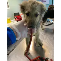 Foto dell\'animale cane - Matr. 2021/0052 - Microchip 380260044476215