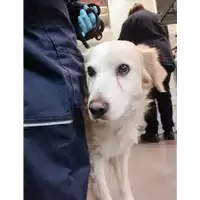 Foto dell\'animale cane - Matr. 2021/0053 - Microchip 380260044476908