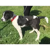 Foto dell\'animale cane - Matr. 2017/0585 - Microchip 380260042878700