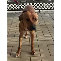 Foto dell\'animale cane - Matr. 2020/1448 - Microchip 380260043854443