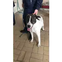 cane - Matr. 2021/0061 - Microchip 380260044476120
