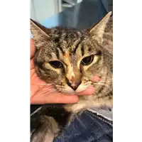 Foto dell\'animale gatto - Matr. 2021/0062 - Microchip 380260044476804