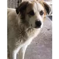 Foto dell\'animale cane - Matr. 2017/0591 - Microchip 380260043150247