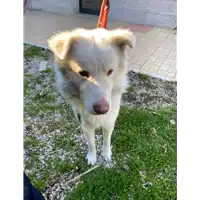 Foto dell\'animale cane - Matr. 2021/0067 - Microchip 380260044476863