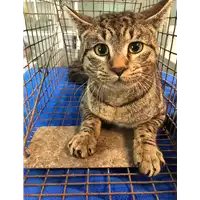 Foto dell\'animale gatto - Matr. 2021/0069 - Microchip 380260044281379